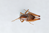 CollectionObject 2741441; e5df46dd-ad44-4d89-9614-ccad595f5722, CNCI 311950: Ceuthophilus thomasi. Dorsal View. (CollectionObject).