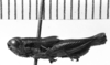 CollectionObject 1530625; dd4ffd1f-0db4-4123-9b41-9c97cd8cb90a: Image Carbonell, C.S. male, lateral view (syntype). (CollectionObject).