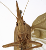 CollectionObject 1529743; NHRS NRM-ORTH0009197, 49682db8-3297-4dbf-8e63-9bbe870ab061: male face (holotype). (CollectionObject).
