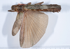 CollectionObject 1561347; 5a63e521-646b-4ab6-8509-b8f9e351fd69: copyright ANSP. female, dorsal view (holotype). (CollectionObject).