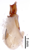 CollectionObject 1522843; 46e30413-6ac9-4b54-bb72-dd461b27ae97: Male genitalia, lateral view (holotype). (CollectionObject).