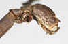CollectionObject 1559001; 11854f69-fd51-4979-b3b0-4565cb6cf245: copyright MHNG Geneva. female head, lateral view (holotype). (CollectionObject).