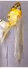 Habitus, lateral view on Changwhania huajiangensis Xing & Li, 2024: (Observation).