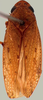 Habitus, dorsal view on Prairiana bivirga (DeLong & Freytag, 1976): Male specimen [DZUP]: habitus, dorsal view. (Observation).