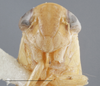 Head: !! display not done !! on Atanus curvilinea (Linnavuori, 1955): Head. (Observation).