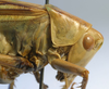 CollectionObject 1517356; 9e907f6c-8256-4584-951c-2bcba6ec8a75: female head and pronotum, lateral view (holotype). (CollectionObject).