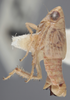 Habitus, lateral view on Athysanella (Athysanella) incongrua Baker, 1898: Lateral. (Observation).