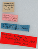 CollectionObject 1506460; 286f539c-9eee-4e21-8506-b308df0676e0: labels (holotype). (CollectionObject).