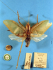 CollectionObject 1520533; 77d78d19-3709-426c-b59b-869baaca92a9: male, dorsal view (syntype of Tedla sellata). (CollectionObject).