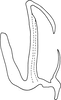 Aedeagus, lateral view on Anufrievia qinlingensis Yang & Zhang, 2018: Aedeagus, lateral view. (Observation).