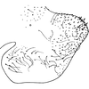 Pygofer, lateral view on Ciudadrea colorata (Lindberg, 1936): Pygofer, lateral view. (Observation).