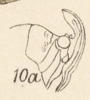 Head on Copidocephala guttata (White, 1846): (Observation).