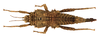 CollectionObject 1564143; d1c37fcf-05fc-476d-a073-5c7429a2f839: Copyright MNHN, Paris. female, dorsal view (holotype). (CollectionObject).