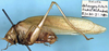 CollectionObject 1517260; 3804b82d-c06a-4fe0-8a2a-32577057cc71: male, lateral view (holotype). (CollectionObject).