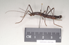 CollectionObject 1560802; NHMUK(SF IMPORT DUPLICATE) 845284, c422bd71-16c5-4fd7-94e0-dfece5a4dee2: copyright Natural History Museum, London. female, lateral view (paralectotype). (CollectionObject).