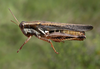 Dichroplus exilis Giglio-Tos, 1894: female. (Otu).
