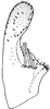 Subgenital plate, ventral view on Empoascanara (Empoascanara) mana Dworakowska & Pawar, 1974: Subgenital plate. (Observation).