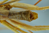 CollectionObject 1532247; 7b8acfe9-079a-4ec7-a2e8-9fde0755c010: male abdomen, dorsal view (lectotype). (CollectionObject).