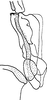 Connective on Bretega declispiverpa Stiller, 2017: Connective. (Observation).