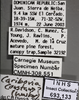 Other on Caribovia constans (Walker, 1858): Labels. Labels for the light blue colored specimen. (Observation).