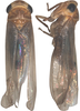 Habitus, dorsal view on Pseudothaia Kuoh, 1982: Habitus (P. striata Kuoh, photo by Cao Y.). (Observation).