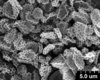 Brochosomes on Cuerna sayi Nielson, 1965: CR818 | U.S.A., Montana, Madison Co., Twin Bridges, R. Rakitov [#04-50], 19-V-2004 | INHS. (Observation).