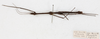 CollectionObject 1560457; 0ef1e3fc-0331-4f73-8d9e-cc8eb137cab9: copyright NMW, Vienna. male, dorsal view (holotype). (CollectionObject).