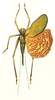Scambophyllum sanguinolentum (Westwood, 1848): Pl. IV, Fig. 7. female from Bukit Timah, dorsal view (tegmina length 24 mm). (Otu).