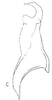 Stylus on Atanus albidus (DeLong & Hershberger, 1947): Stylus. (Observation).