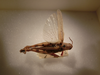 CollectionObject 1530190; 0f672c92-1c9e-46ab-bf85-8df4ac61563c: dorsal view, female (holotype). (CollectionObject).