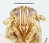 Head: !! display not done !! on Toya (Metadelphax) argentinensis (Muir, 1929): (Observation).