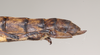 CollectionObject 1558247; 3561054c-469a-4110-864c-9d03ba2dd9de: copyright Natural History Museum, London. female: end of abdomen, lateral view (paratype). (CollectionObject).;CollectionObject 1558248; 01b2e8bc-046c-4eb6-9b39-8a056fb49749: copyright Natural History Museum, London. female: end of abdomen, lateral view (paratype). (CollectionObject).