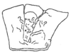 Callimenellus albolineatus Gorochov & Voltshenkova, 2005: Fig. 19. pronotum, lateral view. (Otu).