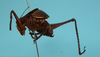 CollectionObject 1544439; 6dfcd56e-0989-4694-a481-df0b43db4c27: male lateral view (holotype). (CollectionObject).