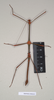 Lonchodes everetti (Kirby, 1896): copyright Natural History Museum, London. male of synonym Lonchodes catori (lectotype). (Otu).