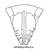 Sternite VII (female): !! display not done !! on Ponana (Ponana) hieroglyphica (Fowler, 1903): (Observation).