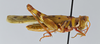 CollectionObject 2809541; a6ea9b19-eee9-45e2-a66f-299f56145bdb, CNCI 983725: Bootettix argentatus. Lateral view. (CollectionObject).