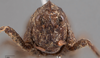 CollectionObject 1597768; ZMUH ZMH 831021, e7812e45-1f87-4cac-9b99-0a26b54dd061: female, frontal view. (CollectionObject).