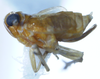 Habitus, lateral view on Delphacodes acuministyla Dozier, 1926: (Observation).
