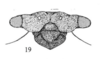 Head: !! display not done !! on Centruchoides laticornis Fowler, 1896: (Observation).