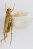CollectionObject 1528540; 4b63fd19-2a5c-4946-8d4e-4f1382a0bc3d: female, dorsal view (syntype of D. fumeipennis). (CollectionObject).