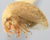 Habitus, lateral view: (Observation).