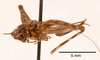 CollectionObject 1523769; 3571a9d1-6632-4f4f-9b49-672210527f99: female, lateral view (holotype). (CollectionObject).
