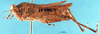 male, lateral view (holotype). Depicts CollectionObject 1505358; 20c77a12-f666-4697-b728-e9d1c7ffd70d, a CollectionObject.