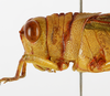 CollectionObject 1588722; 25c8fe51-59f1-487a-9281-6833166cf1fb: male head and pronotum, lateral view. (CollectionObject).