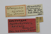 CollectionObject 1522974; cbd4f11a-9098-42d3-9b97-45b2d1607003: labels (lectotype of Apteropedon apicale). (CollectionObject).