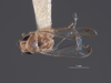 Habitus, dorsal view: !! display not done !! on Dziwneono alfa Dworakowska, 1993: (Observation).