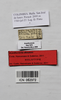CollectionObject 1563903; 5255e8b9-26ec-42c1-9cb9-9384b7fa318d: Copyright Instituto de Ciencias Naturales (ICN). female, data labels (holotype). (CollectionObject).