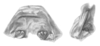 Ceuthophilus (Ceuthophilus) unguiculatus Hubbell, 1936: Fig. 47. epiphallus. (Otu).