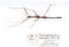 CollectionObject 1560434; daafb5ef-a070-4ca3-a964-62e6669ac858: copyright ZMUH, Hamburg. male, dorsal view of synonym Parapygirhynchus catenatus (paralectotype). (CollectionObject).